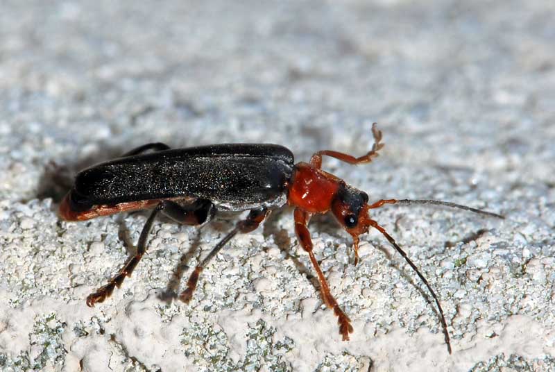 Cantharis specie? livida